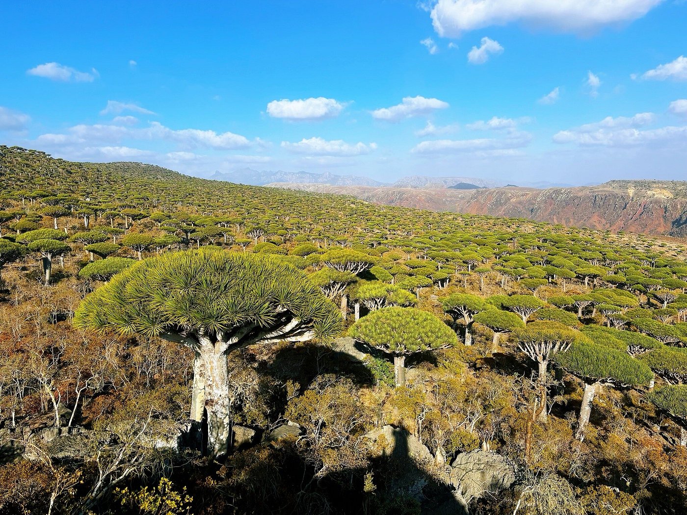 Fermihin Forest